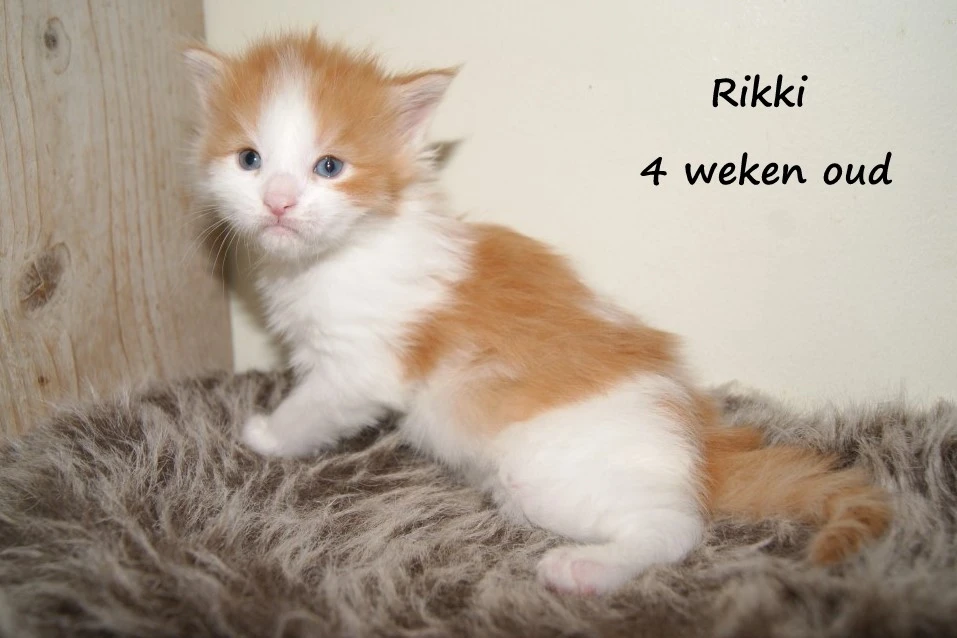 Rikki